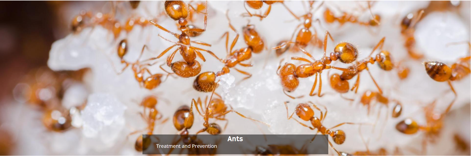 A cluster of small, golden-brown ants crawling over white sugar granules.