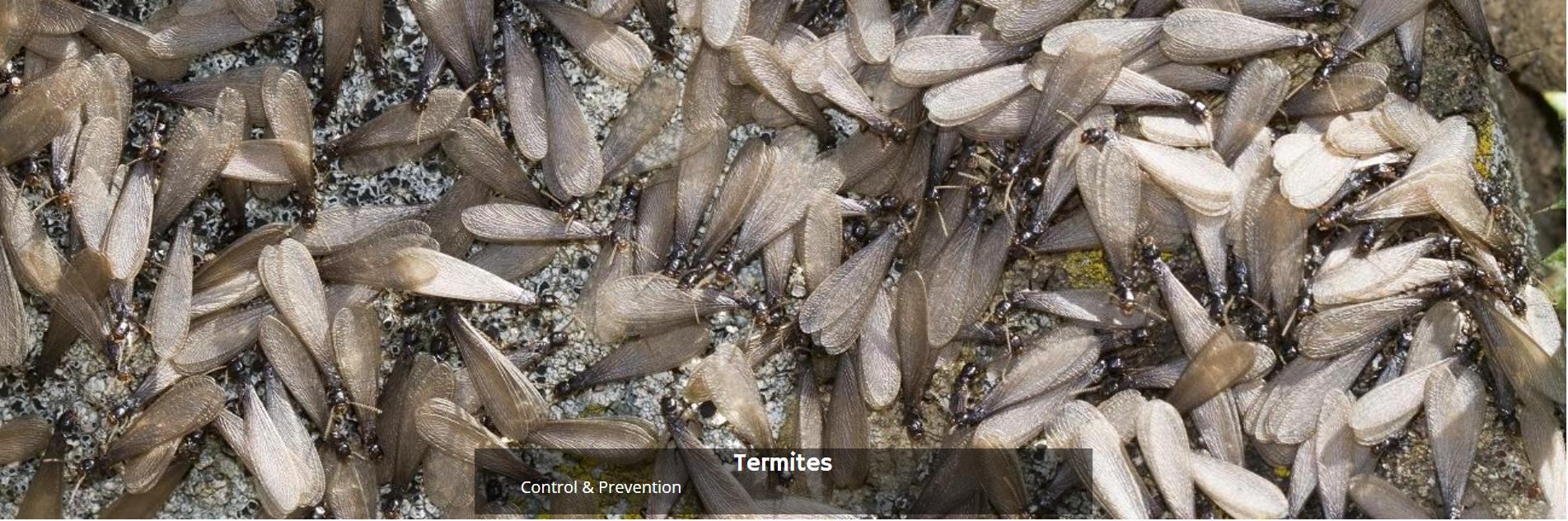 A dense swarm of winged termites with brownish bodies and translucent wings clustered together on a dark surface.