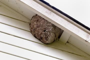 A large, papery, dome-shaped hornet nest tucked under the white eaves of a house.