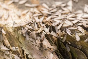 A swarm of winged termites crawling on a piece of decaying wood.
