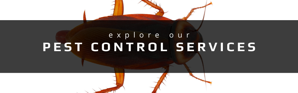 A cockroach centered on a black banner with the white text 