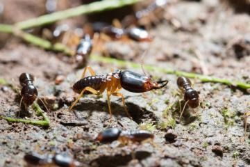 A soldier termite with a large, dark head and mandibles stands among other termites on damp soil.