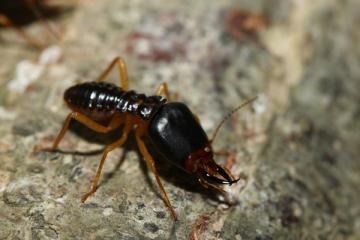 A termite soldier with a large, dark brown head and prominent mandibles standing on a textured, stony surface.