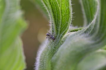A small ant crawls along the hairy, textured green leaf of a sunflower bud in a close-up garden scene.
