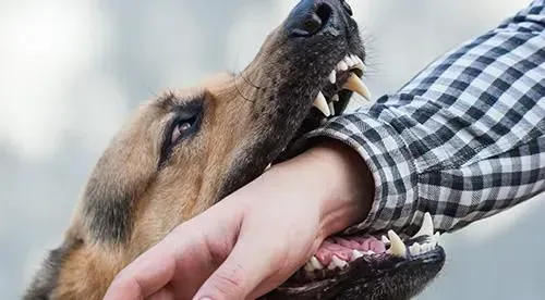 A dog is biting a person 's hand.
