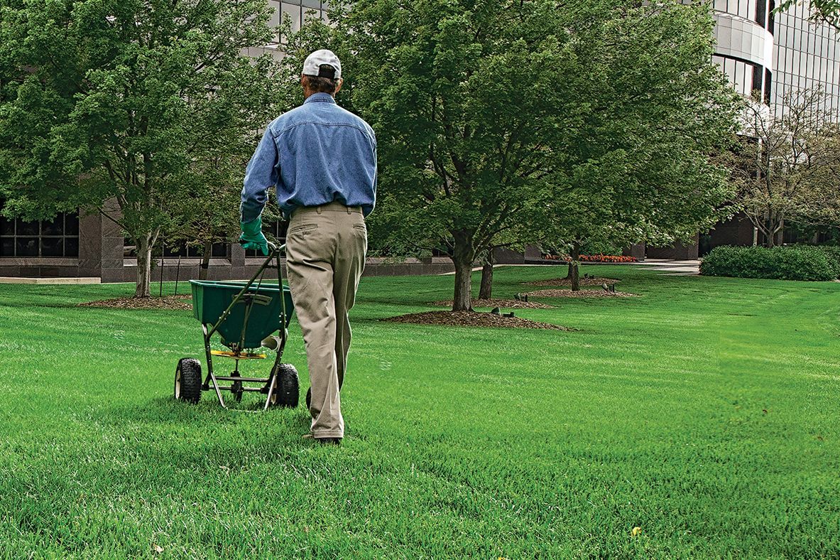 A man is spreading fertilizer on a lush green lawn.
