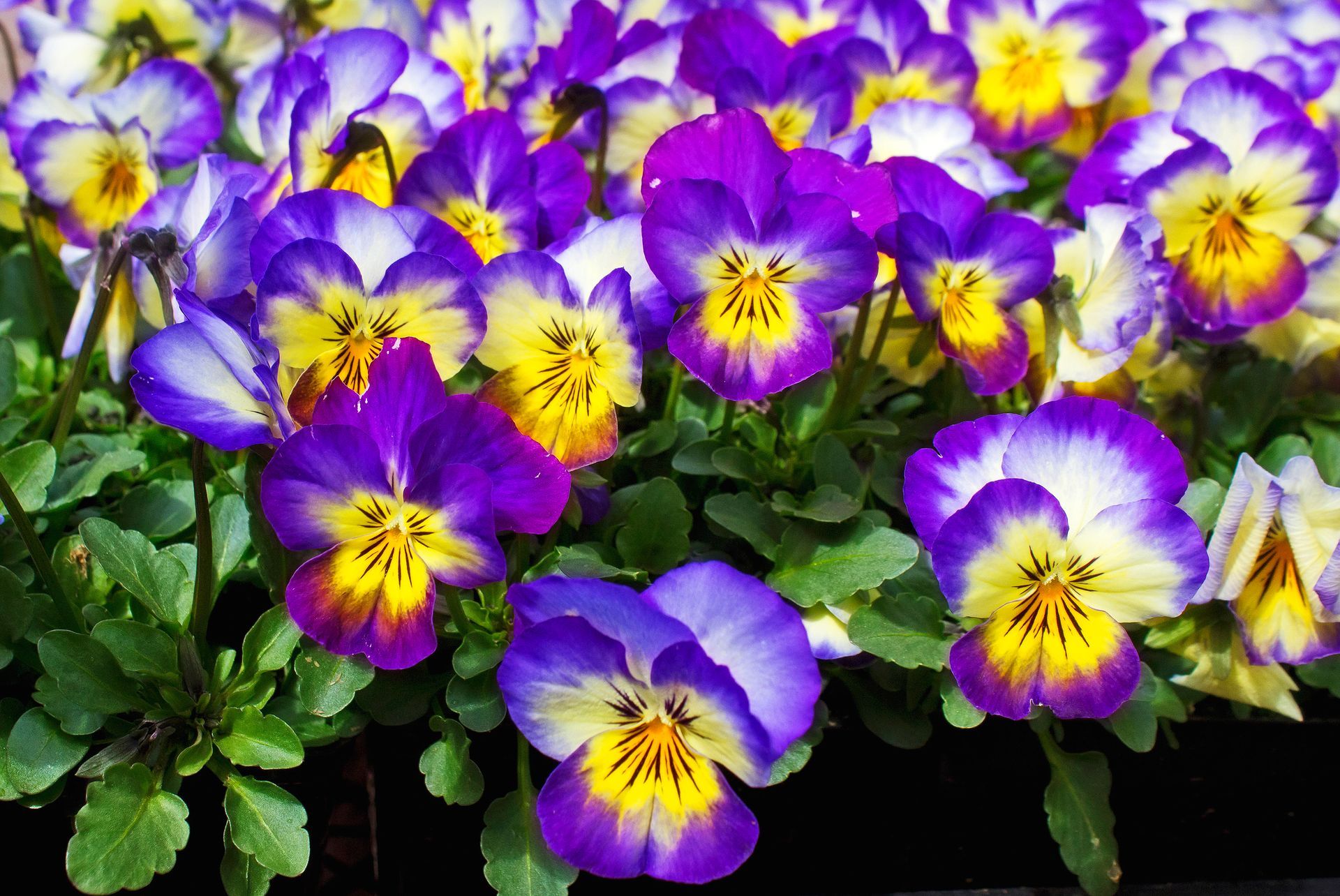 a bunch of purple and yellow flowers are growing in a garden .