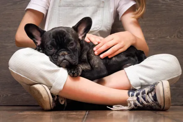 Black French bulldog resting on a child’s lap indoors on a wooden floor