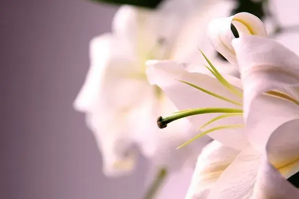 Close-up of a pale pink lily with long stamens against a soft blurred background