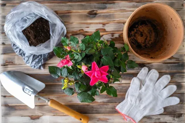 Gardening tools, gloves, potting soil, and a potted pink flower on a wooden table