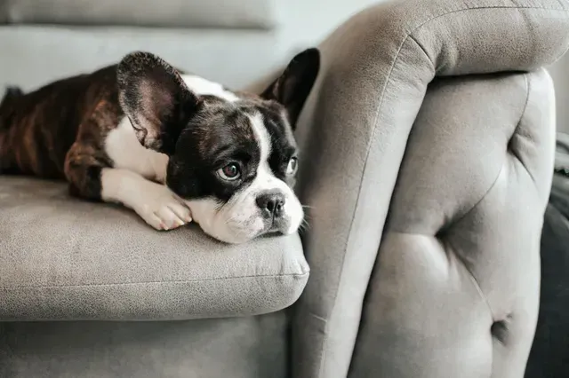Small black-and-white puppy resting on a gray sofa, looking tired and relaxed.