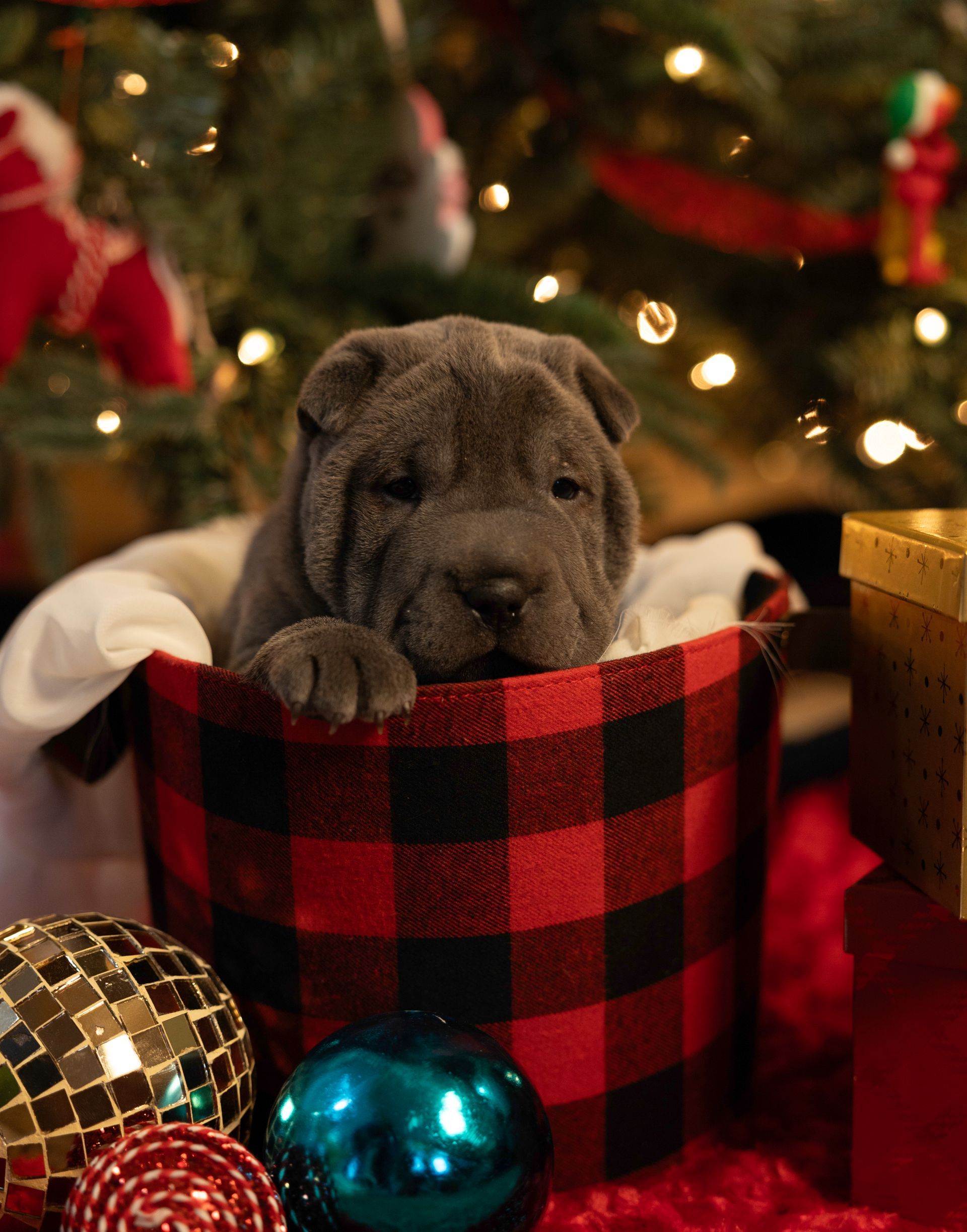 A shar pei puppy is sitting in a basket in front of a christmas tree.