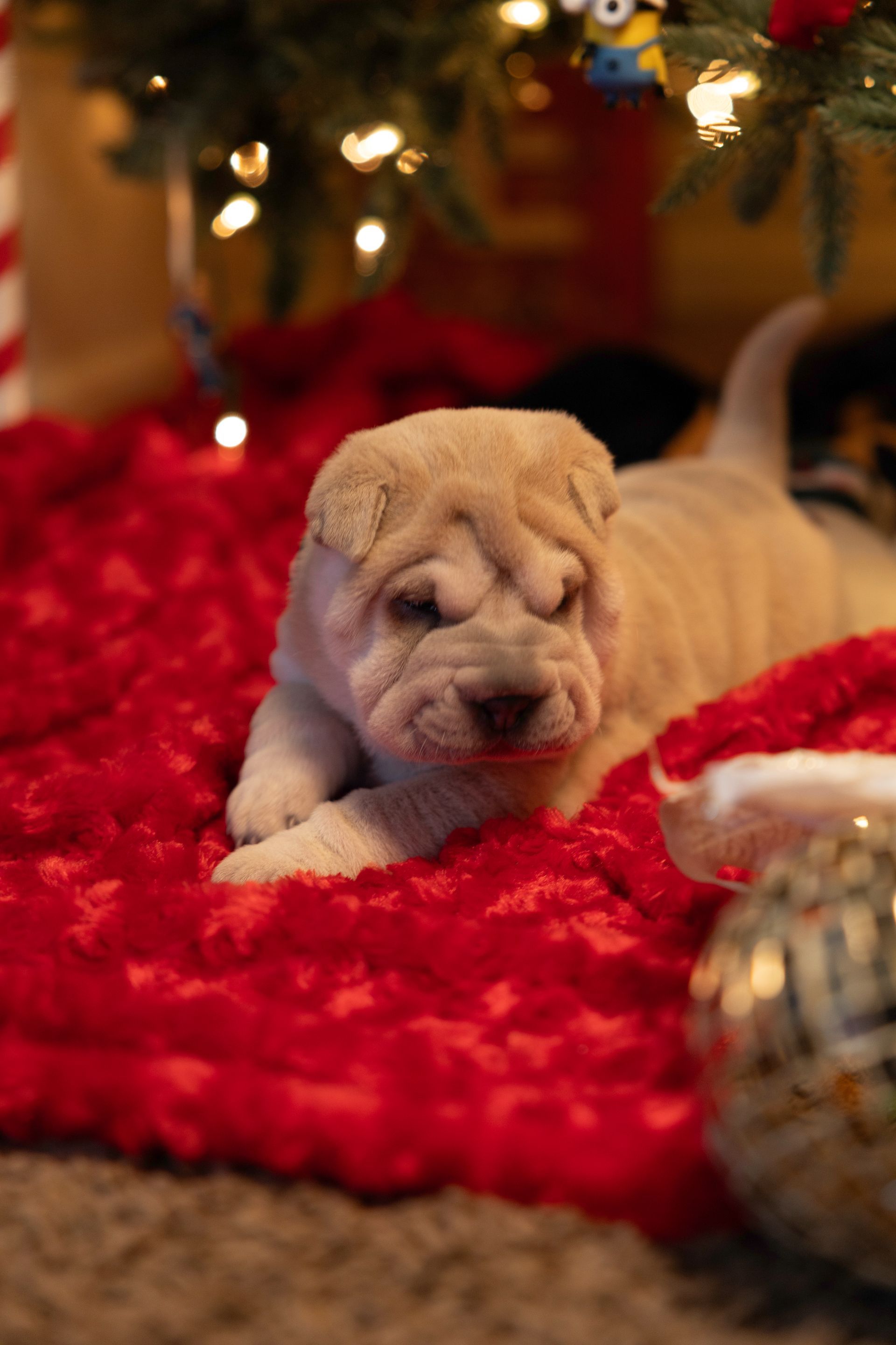 A shar pei puppy is laying on a red blanket under a christmas tree.