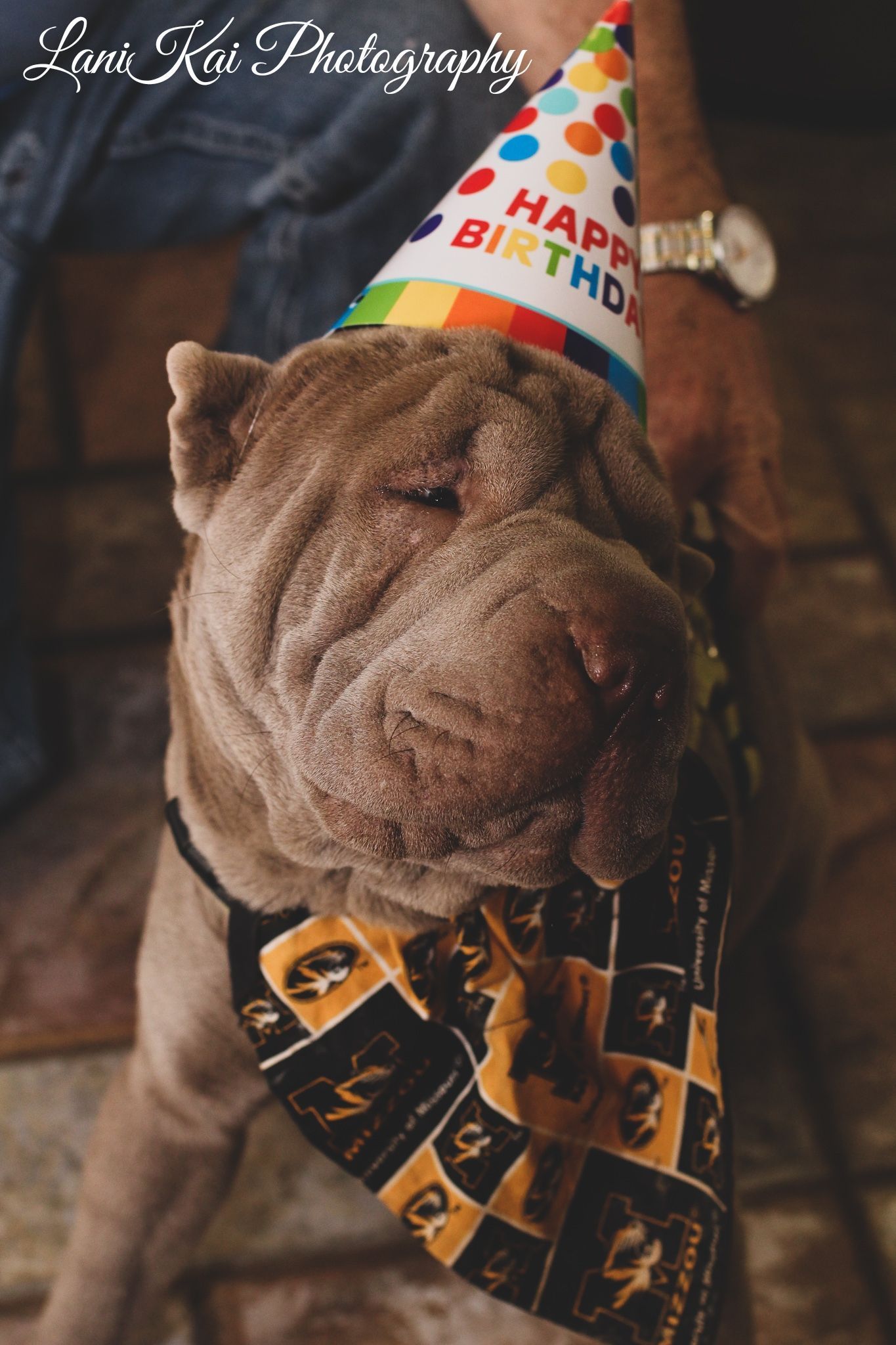 Dog Wearing a Birthday Hat