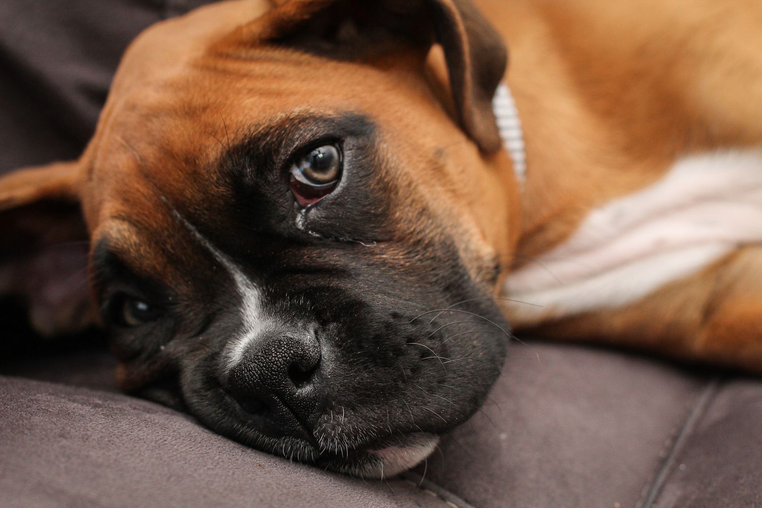 Dog Lying on it's Bed