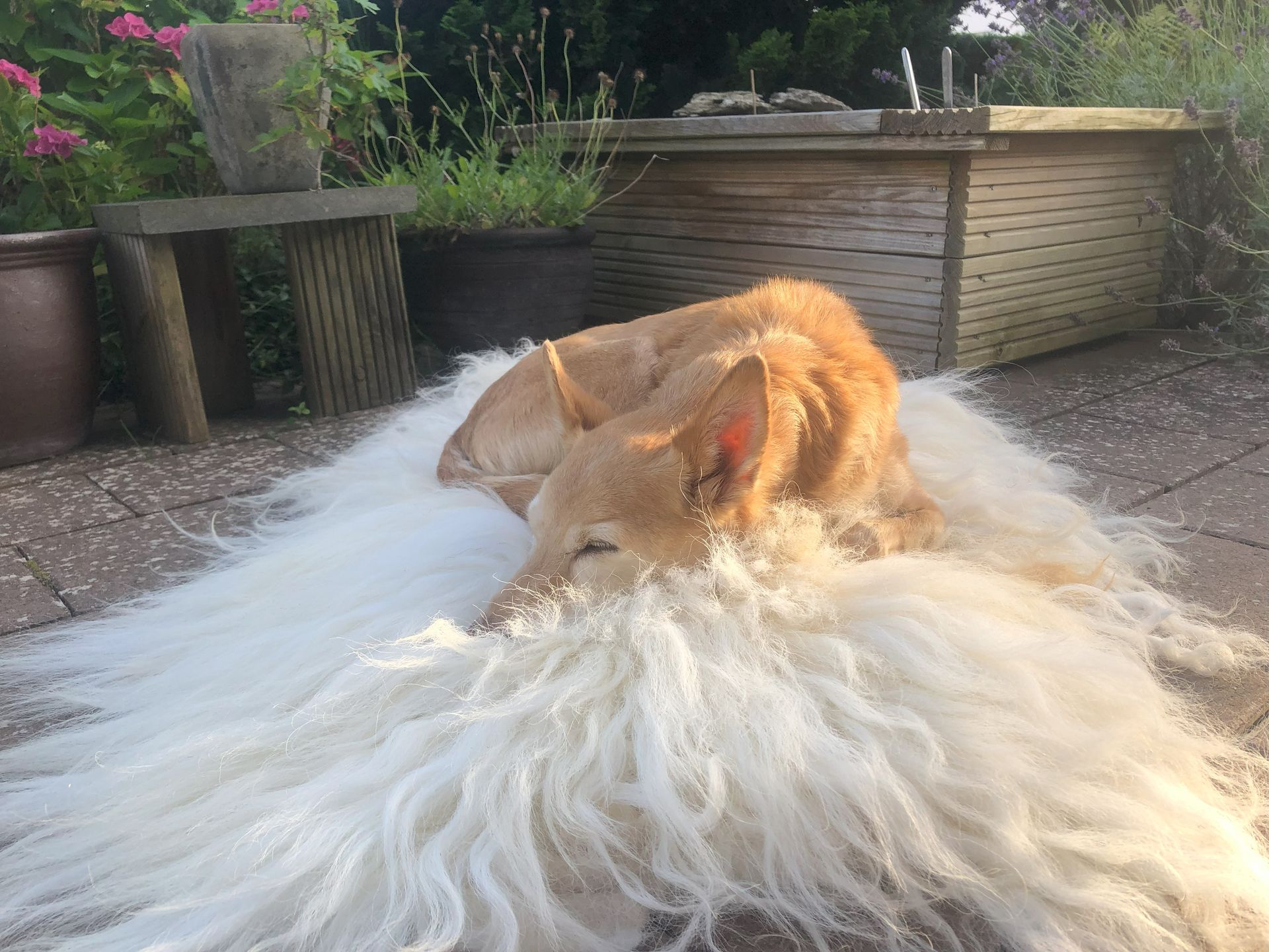 Ein Hund liegt auf einem weißen Fell auf dem Boden