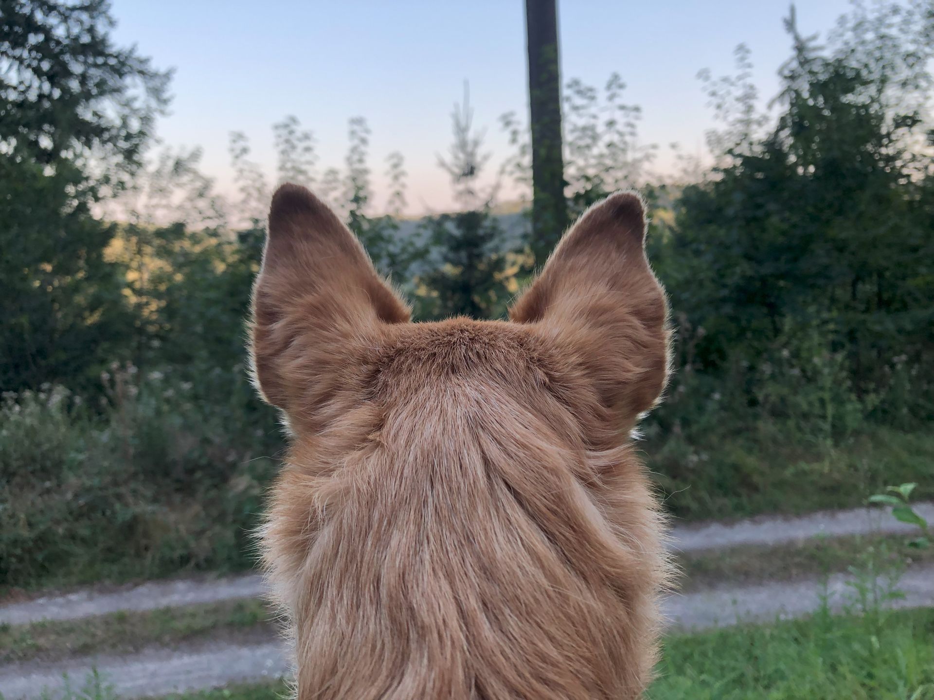 Nahaufnahme von Hundeohren mit Bäumen im Hintergrund