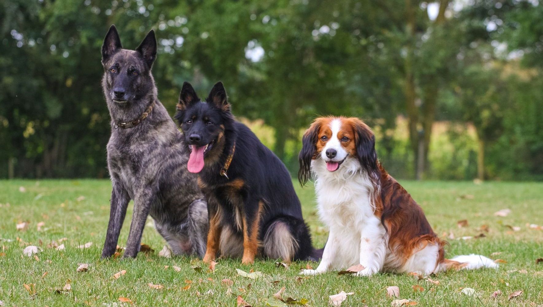 Kleingruppentraining bei Amicus Canis