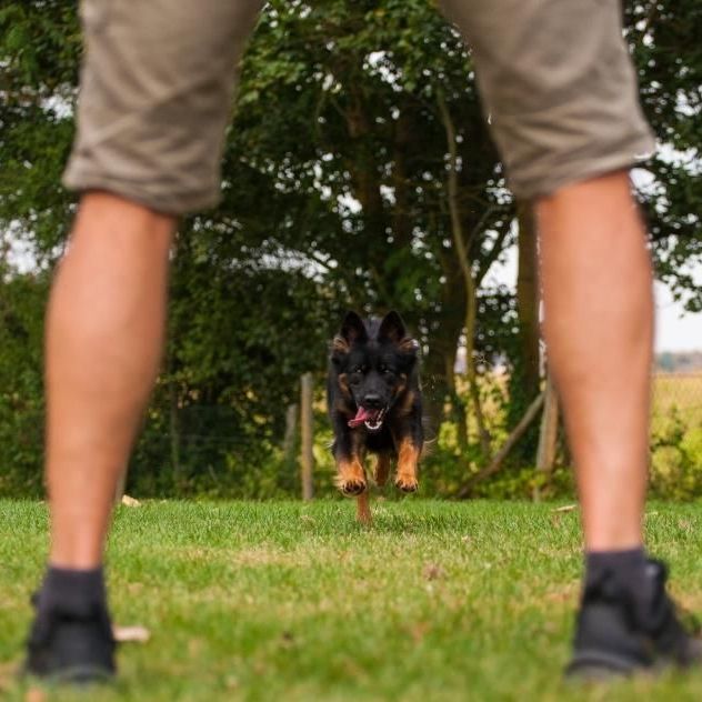 Eine Person steht im Gras, im Hintergrund kommt ein Hund.