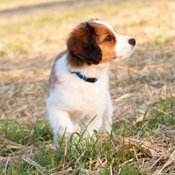 Ein braun-weißer Welpe mit blauem Halsband läuftim Gras