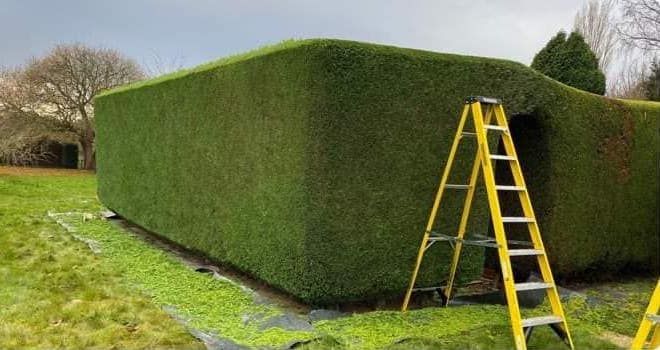 Wirral Tree Surgeon | Hedge Cutting