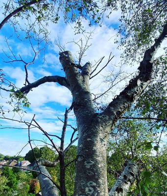 Tree Cutting  | Tree Surgeons Wirral