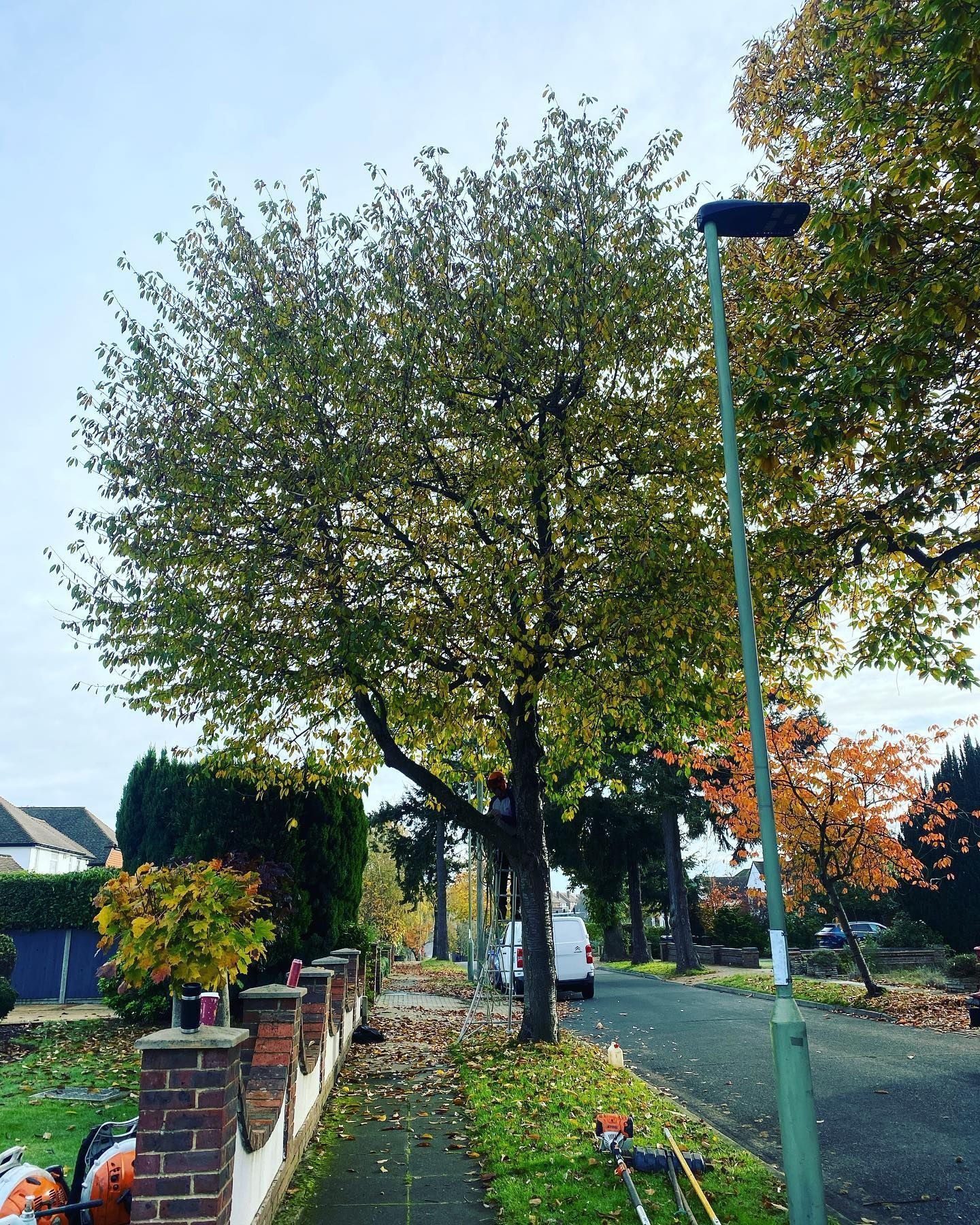 Tree Crown Work Wirral | The Tree Surgeons Wirral