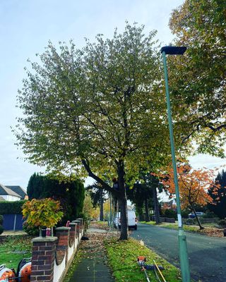 Tree Trimming Service | Wirral Tree Specialist