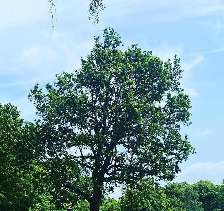 Tree Pruning Wirral | Crown Thinning Service