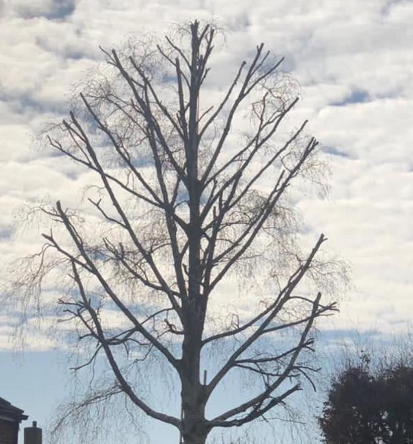 Tree Crown Reduction Cost | The Tree Surgeons Wirral
