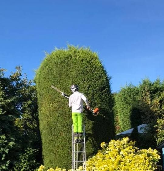 Conifer Cutting Service | The Tree Surgeons Wirral