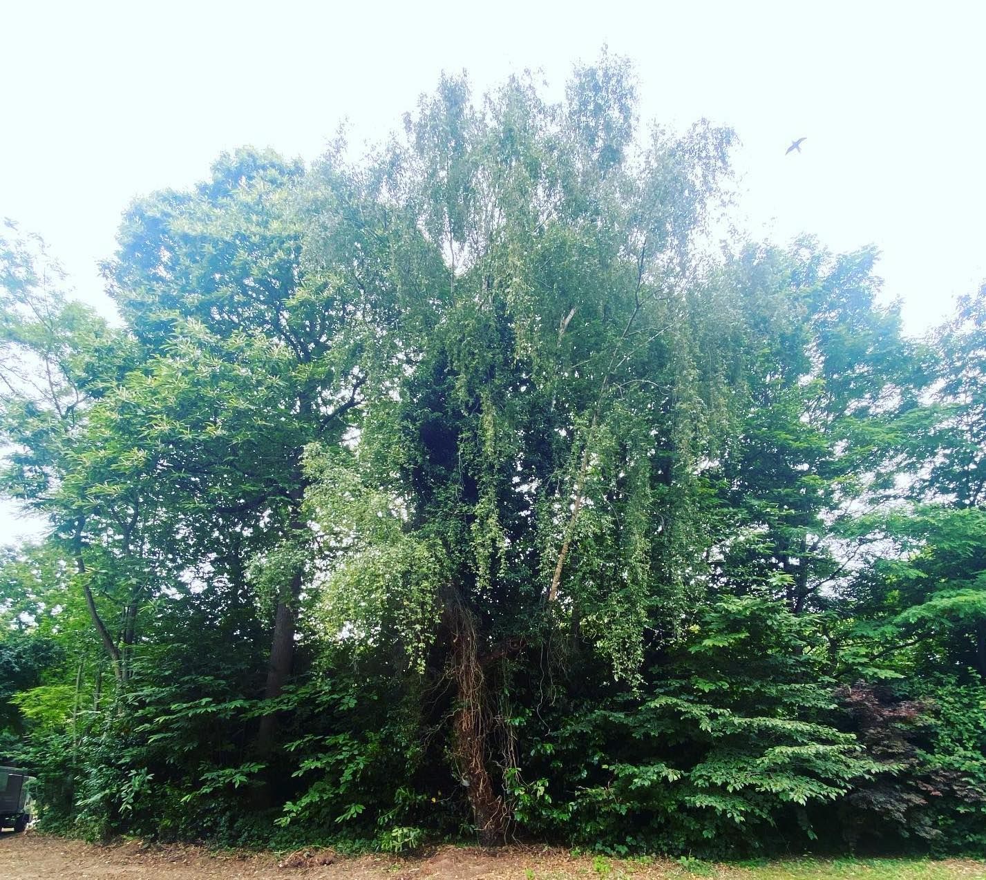Tree Cutting Wirral | The Tree Surgeons Wirral