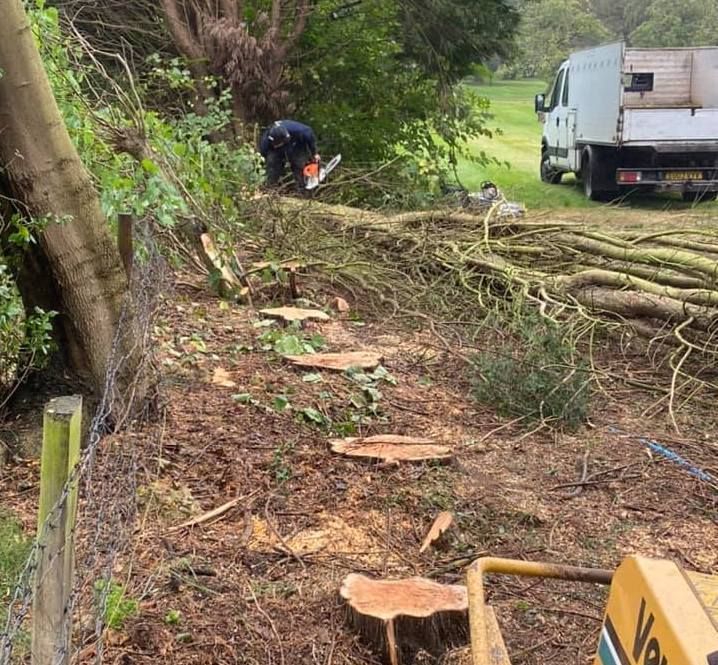 Tree and Stump Removal Services | The Tree Surgeons Wirral