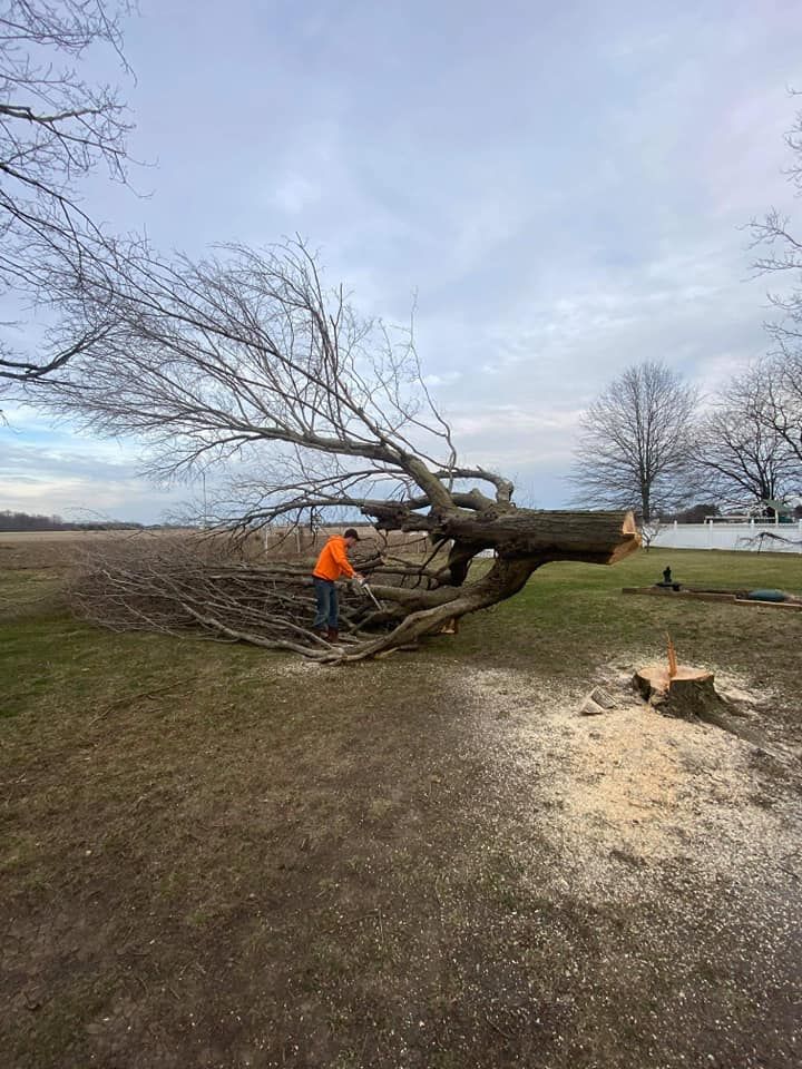 Tree Felling Wirral | The Tree Surgeons Wirral
