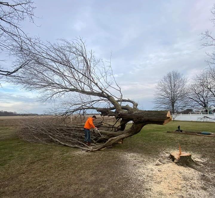 Tree Removal Wirral | Tree Surgeon Wirral