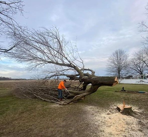 Tree Removal Service in Wirral | Tree Surgeon Wirral
