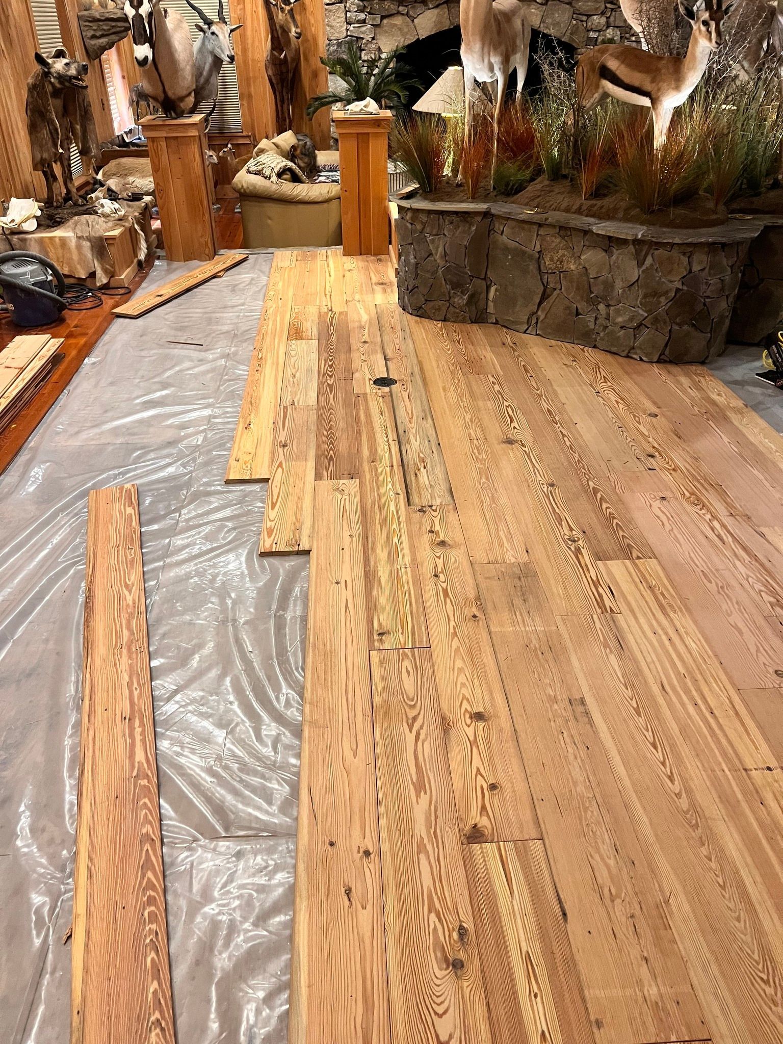 Wood flooring planks being laid over a gray protective sheet. The planks are light brown, in a room with taxidermy displays.