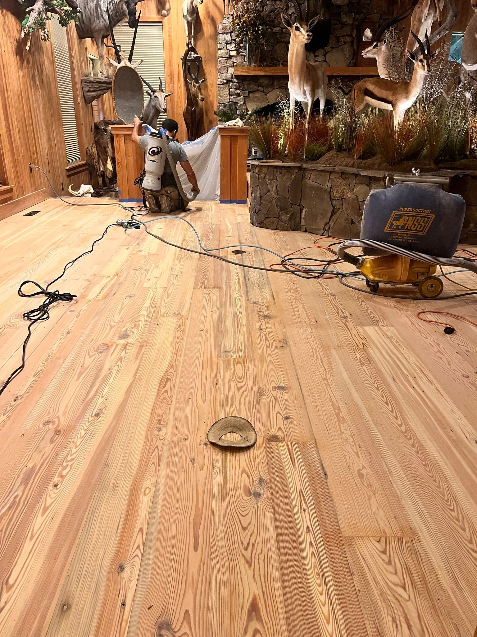 Hardwood floor being sanded in a room with taxidermied animals on display; person operating a floor sander.