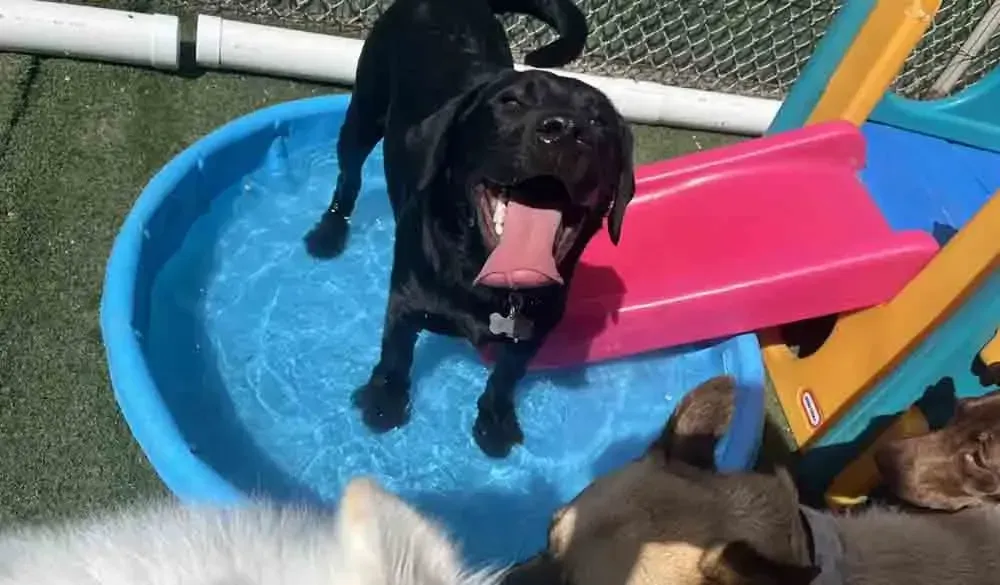 Black dog standing in a blue kiddie pool, mouth open. Other dogs and a plastic slide are nearby.