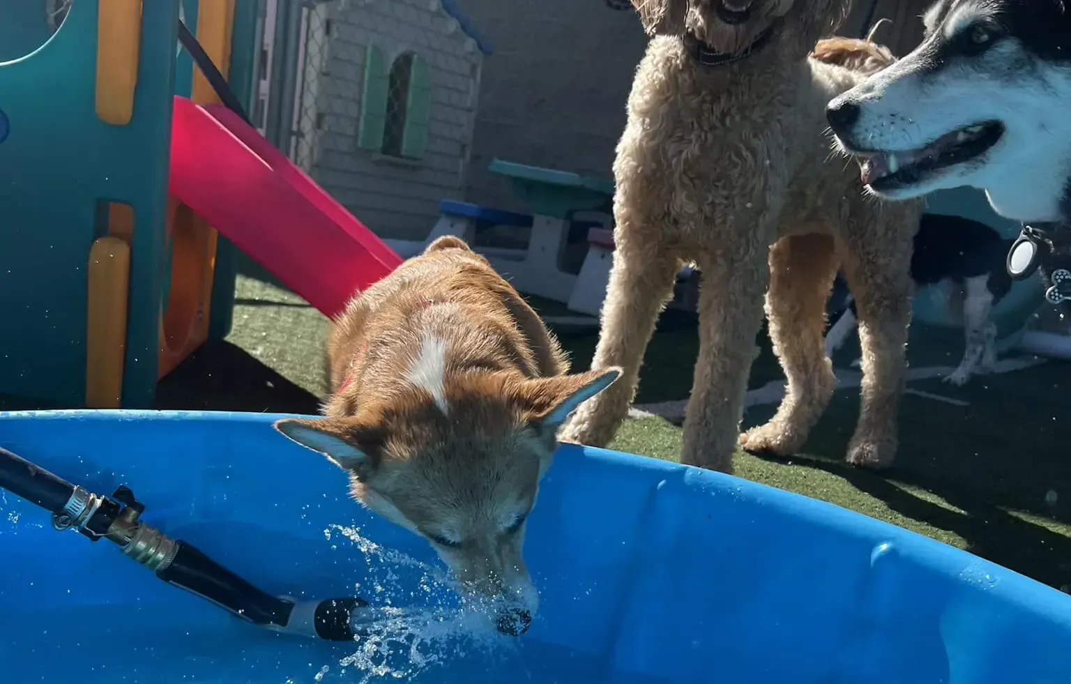 Dog drinks water from a blue pool with other dogs standing nearby on a sunny day.