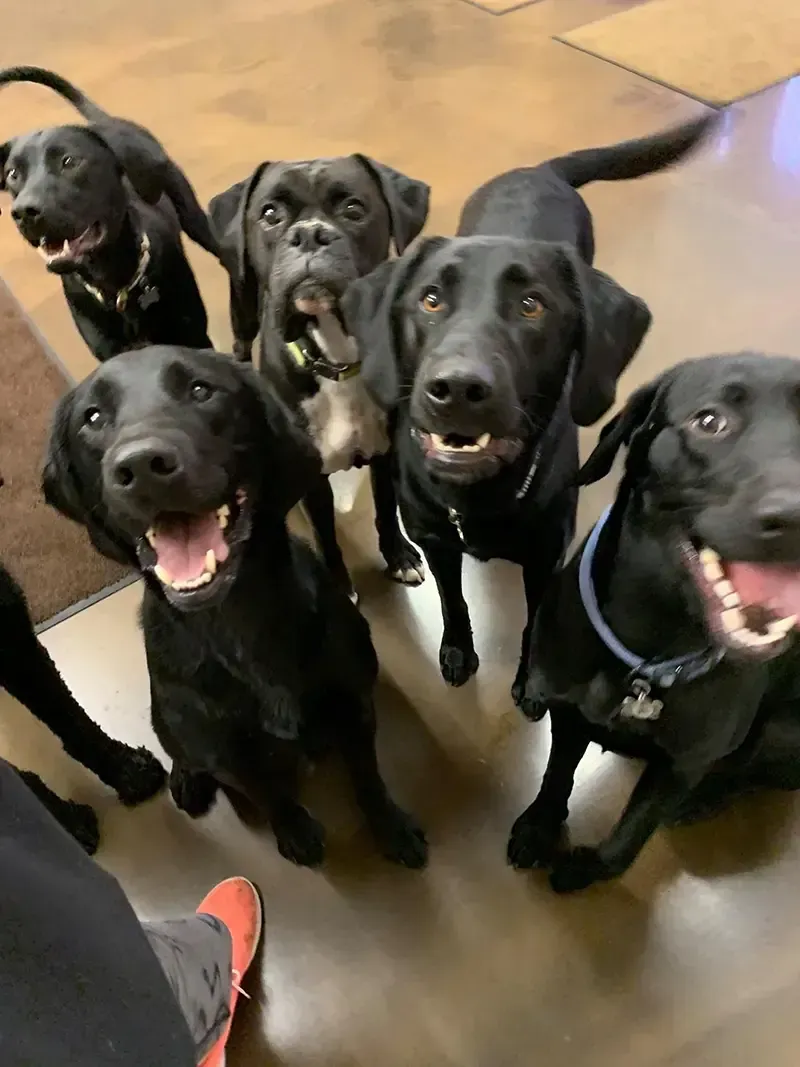 Six black dogs looking up, tails wagging, mouths open.