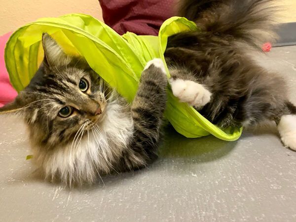 Fluffy tabby cat playing inside a green tunnel, looking at the camera with a curious expression.