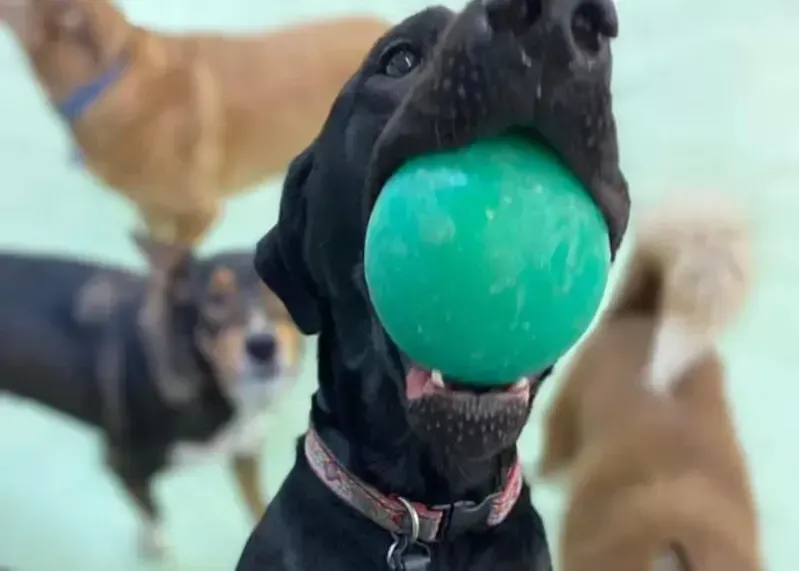 Black dog with a green ball in its mouth, other dogs blurred in background.