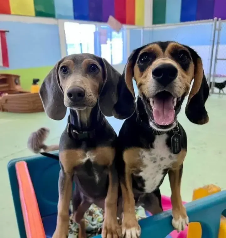 Two dogs with floppy ears, one smiling with tongue out, leaning on a blue play structure. Rainbow flag backdrop.