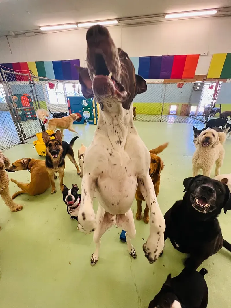 Dog with spotted coat leaps excitedly among other dogs in a brightly lit room.