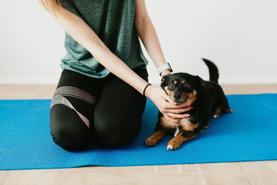 Person petting small black and brown dog on blue yoga mat.