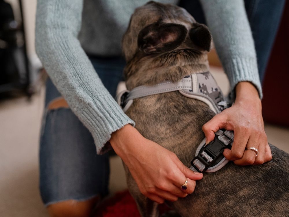 Person fastening a dog harness on a brindle French bulldog.