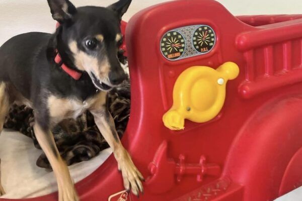 Black and tan dog looks at a red toy fire truck. The dog is on the truck, its mouth slightly open.