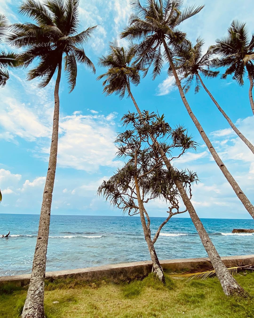 Palm trees lean over a blue ocean under a partly cloudy sky.