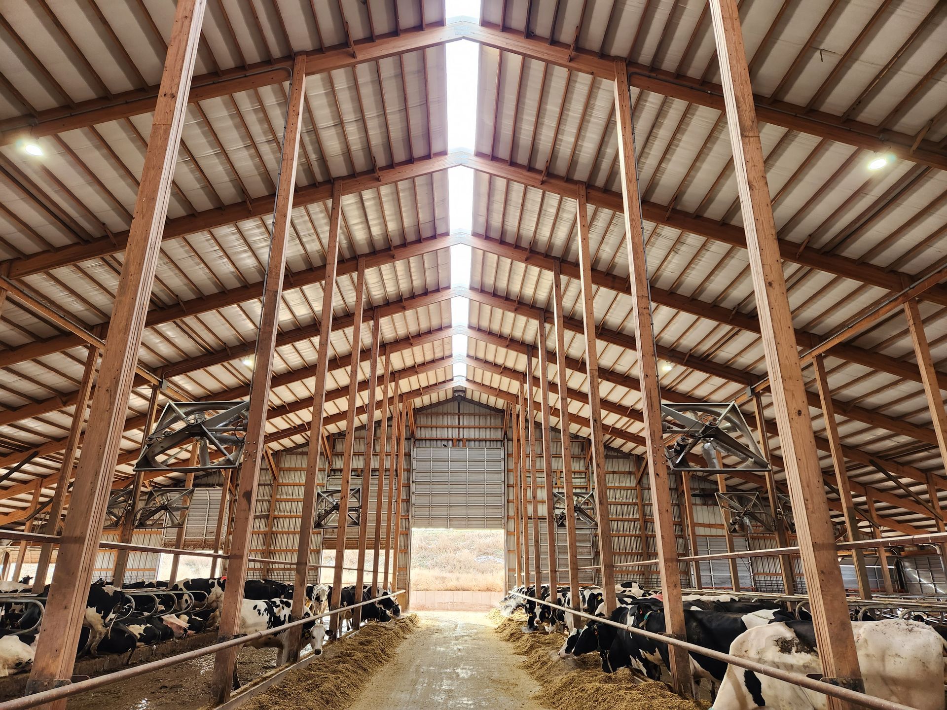 A large barn filled with cows and hay.